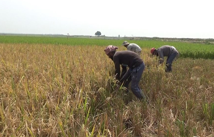 হবিগঞ্জে এ বছর বোরো ধানের বাম্পার ফলন হয়েছে। প্রাকৃতিক দুর্যোগ না হওয়ায় ধানও ঠিকঠাক তুলতে পারছেন কৃষকরা। এতে আনন্দে উদ্বেলিত হাওরাঞ্চলের চাষিরা। ছবি: সৈয়দ এখলাছুর রহমান খোকন
