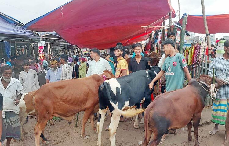গত দুদিন ধরে রাজধানীতে বেশ জমজমাট কোরবানির পশুর হাট। শেষ মুহূর্তে এসে হাট যেন আরও জমে উঠেছে। বেড়েছে ক্রেতাদের ভিড়, তবে সে তুলনায় হাটে কোরবানির পশু কম। এ অবস্থায় আজও নতুন করে হাটে আসছে কোরবানির পশু। ছবি-জাগো নিউজ