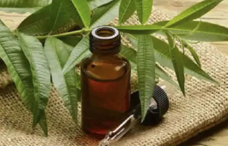 টি ট্রি অয়েল: প্রাকৃতিক অ্যান্টিসেপটিক এই তেল খুশকি ও ব্যাকটেরিয়ার সংক্রমণ রোধে দারুণ কার্যকর। কয়েক ফোঁটা টি ট্রি অয়েল তুলোয় নিয়ে মাথার তালুতে লাগান। হালকা হাতে পাঁচ মিনিট ম্যাসাজ করে দু’ঘণ্টা অপেক্ষা করুন। এরপর শ্যাম্পু করে ফেলুন। নিয়মিত ব্যবহারে স্ক্যাল্প থাকবে হাইড্রেটেড, চুলকানিও অনেকটা কমে যাবে।