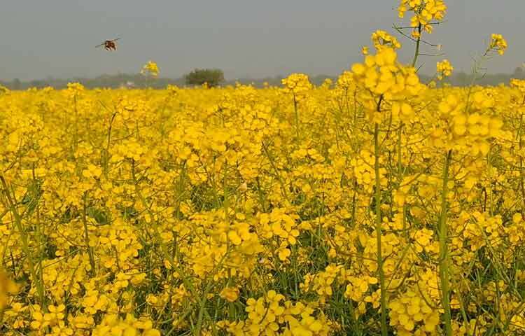 আবহাওয়া অনুকূলে থাকায় জেলার অধিকাংশ মাঠেই সরিষার আশানুরূপ ফলন হয়েছে। স্বল্পমেয়াদী আবাদি ফসল হওয়ায় সরিষার আবাদ জেলায় বেড়েছে। যা জেলার ভোজ্যতেলের চাহিদা মেটাতে ভূমিকা রাখবে বলেও জানায় কৃষি বিভাগ।