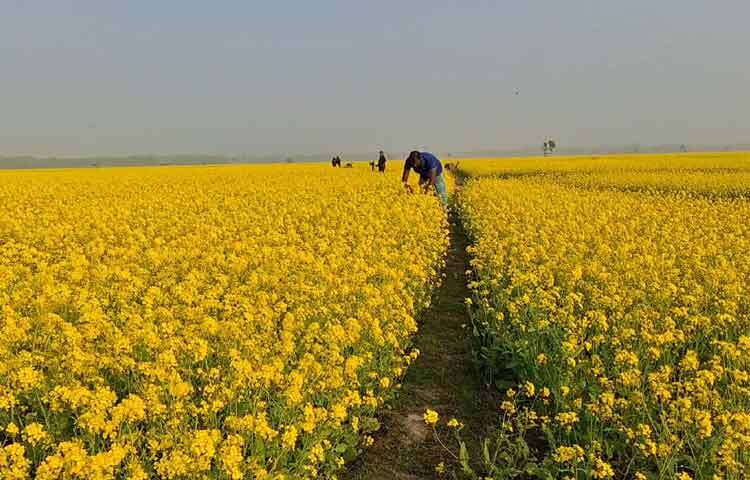 তিনি বলেন, ‘সরিষার আবাদ বৃদ্ধি করতে আমরা কৃষকদের বিভিন্নভাবে পরামর্শ দিয়েছি। এ ছাড়া কৃষকের মাঝে বিনা মূল্যে সার-বীজ বিতরণসহ উদ্বুদ্ধকরণ কর্মসূচি করা হয়েছে। আশা করি, জেলায় আগামী মৌসুমে সরিষার আবাদ আরও বৃদ্ধি পাবে।’