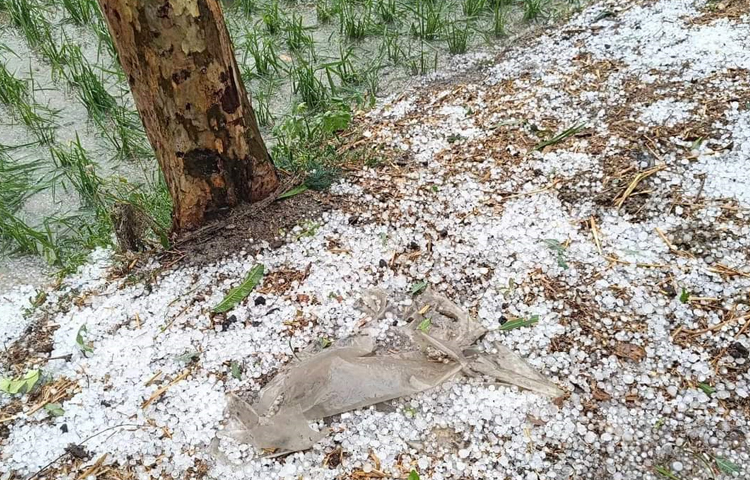 শিলাবৃষ্টিতে বোরো ধানসহ ফসলের ব্যাপক ক্ষতি হয়েছে। ছবি: নাসিম উদ্দিন