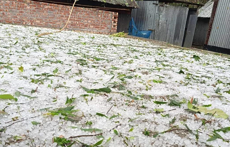 এছাড়া সবজিক্ষেত, লিচু ও আম বাগানের ব্যাপক ক্ষতি হয়েছে। ছবি: নাসিম উদ্দিন