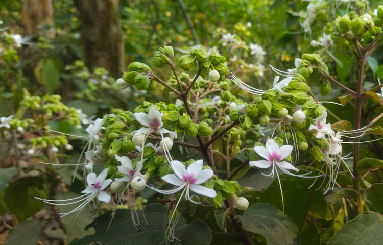 ফুল দিনে ফোটে এবং রাতে সৌরভ ছড়ায়। এটি বনজ ফুল হলেও সৌন্দর্যের কমতি নেই। দেখে মনেই হবে না এটি অবহেলিত কোনো ফুল। ছবি: এম মাঈন উদ্দিন