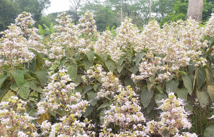 অযত্ন ও অবহেলায় জন্ম নেওয়া এ ফুল সড়কের পথচারীদের মাঝে সুবাস ছড়াচ্ছে। অবহেলিত বন, জঙ্গল, রাস্তা-ঘাট ও পথের কিনারাসহ গ্রামীণ জনপদে এ ফুলের সৌন্দর্যে মুগ্ধ হবেন যে কেউ। ছবি: এম মাঈন উদ্দিন