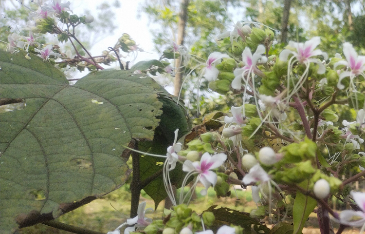 অনেকের কাছে ‘বনজুঁই’ ভাঁটফুল, ভাটিফুল, ঘেটুফুল বা ঘণ্টাকর্ণ নামেও পরিচিত। ছবি: এম মাঈন উদ্দিন