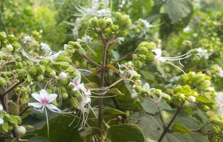জানা যায়, বনজুঁই’র বৈজ্ঞানিক নাম ক্লেরোডেনড্রাম ভিসকোসাম। এটি গুল্মজাতীয় বহুবর্ষজীবী উদ্ভিদ। গাছের প্রধান কাণ্ড খাড়া, সাধারণত ২-৪ মিটার লম্বা হয়। পাতা কিছুটা পানপাতার আকৃতির ও খসখসে। পাতা ৪-৭ ইঞ্চি লম্বা হয়। ডালের শীর্ষে পুষ্পদণ্ডে ফুল ফোটে। পাপড়ি সাদা, তাতে বেগুনি মিশেল থাকে। ছবি: এম মাঈন উদ্দিন