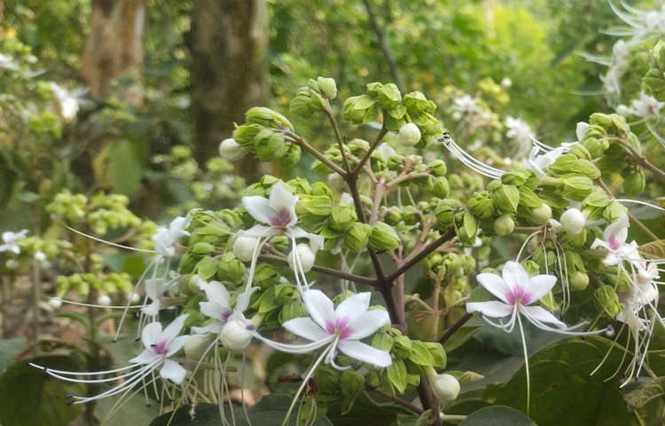 বনজুঁই সৌন্দর্যবর্ধন ছাড়াও নানা গুণে গুণান্বিত। ম্যালেরিয়া, চর্মরোগ ও পোকা-মাকড়ের কামড়ে খুবই উপকারী। ছবি: এম মাঈন উদ্দিন