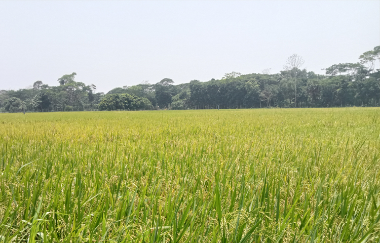 কৃষকেরা বলছেন, দ্বিগুণ পারিশ্রমিক দিয়েও শ্রমিক পাওয়া যাচ্ছে না। অনেকেই বাড়তি পারিশ্রমিক দিয়ে ধান ঘরে তুলছেন। তাদের দাবি, উৎপাদন খরচ বাড়ায় এবার লোকসানের মুখে পড়তে হবে। ছবি: আতিকুর রহমান