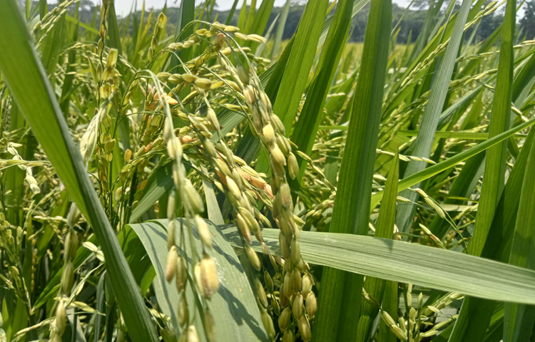 জানা যায়, এ বছর এরই মধ্যে তাপপ্রবাহ রেকর্ড গড়েছে। আগে দেশে সর্বোচ্চ ২৩ দিন টানা তাপপ্রবাহের রেকর্ড ছিল। এ বছর তা এরই মধ্যে ২৭ দিন অতিক্রম করেছে। ছবি: আতিকুর রহমান