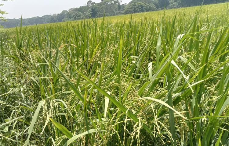 কৃষি বিভাগ বলছে, জেলায় এ বছর ধানের ফলন ভালো হয়েছে। বোরো আবাদের লক্ষ্যমাত্রা নির্ধারণ করা হয়েছিল ১৩ হাজার ৩৫০ হেক্টর জমিতে। লাভজনক ফসলের কারণে কৃষক আগ্রহী হওয়ায় লক্ষ্যমাত্রা ছাড়িয়ে অর্জন হয়েছে প্রায় ১৫ হাজার হেক্টর। ছবি: আতিকুর রহমান