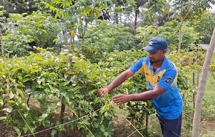 তরুণ কৃষি উদ্যোক্তা মাহমুদ হাসান স্টালিন জানান, ৬-৭ বছর আগে তিনি কৃষিকাজ শুরু করেন। আধুনিক ও উন্নত প্রযুক্তি ব্যবহারের মাধ্যমে কৃষিকাজে নতুনত্ব আনতে চেয়েছেন। প্রথমদিকে প্রায় ৬ বিঘা জমিতে ড্রাগন, মাল্টা, পেয়ারা ও আঙুর চাষ শুরু করেন।