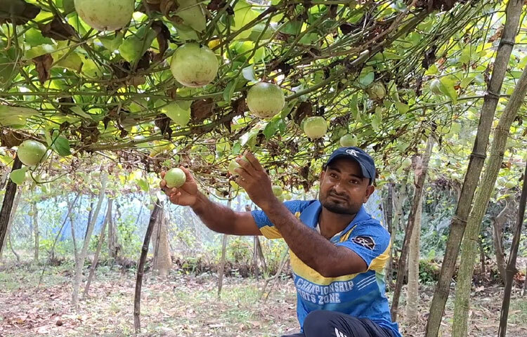 ঝিনাইদহ জেলা কৃষি সম্প্রসারণ অধিদপ্তরের উপপরিচালক কৃষিবিদ মো. কামরুজ্জামান জাগো নিউজকে বলেন, ‘ঝিনাইদহে নানা জাতের দেশি-বিদেশি ফল উৎপাদন হচ্ছে। মহেশপুরের মাহমুদ হাসান স্টালিন বিদেশি প্যাশন ফ্রুট চাষ করে দারুণ ফলন পেয়েছেন। জেলা কৃষি বিভাগ থেকে স্টালিনসহ সব কৃষককে সার্বিক পরামর্শ ও সহযোগিতা দেওয়া হচ্ছে।’