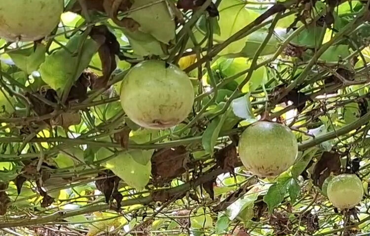 মৃদু টক-মিষ্টি স্বাদের আনারকলি ফলের জনপ্রিয়তা বাড়ছে দিন দিন। প্রতি পিস আনারকলি পাইকারি বিক্রি হচ্ছে ১০ থেকে ১৫ টাকায়। রাসায়নিক সার ও কীটনাশক প্রয়োগ ছাড়াই সম্পূর্ণ জৈব পদ্ধতিতে আনারকলি ফল চাষ করা যায়। যে কারণে এর উৎপাদন খরচও কম। ফলে নেই কোনো স্বাস্থ্যঝুঁকি। স্বাদে-গন্ধে অনন্য এ ফলের আবাদে দেশের ফল উৎপাদনে দেখা দিয়েছে নতুন সম্ভাবনা।