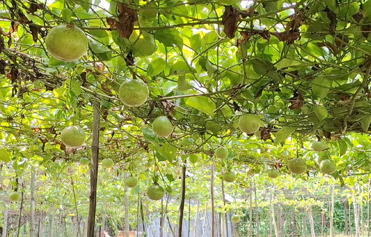 ২০২২ সালের মাঝামাঝি প্যাশন ফ্রুটের খবর দেখে আগ্রহী হন। ওই বছরই পরীক্ষামূলকভাবে ২ শতাংশ জমিতে চাষ করেন। গত বছর বাগান থেকে প্রায় ৩০ হাজার টাকার ফল বিক্রি করেন। চলতি বছর প্রায় ১ লাখ টাকার ফল বিক্রি করেছেন। গড়ে মাত্র দুই শতক জমিতে এ ফল চাষ করে ১ লাখ ৩০ হাজার টাকা বিক্রি করেছেন। বর্তমানে আরও আড়াই বিঘা জমিতে আবাদ শুরু করেছেন।