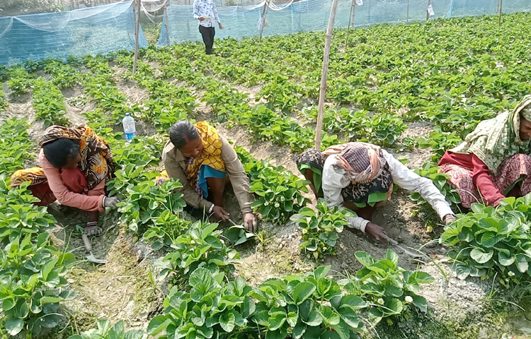 স্ট্রবেরিতে যেহেতু জমি থেকে তোলার পরই খাওয়া যায়, এজন্য কৃষকরা যাতে অতিরিক্ত কীটনাশক না দেয় ও জৈব উপায়ে বা নিরাপদভাবে উৎপাদন করে সেজন্য পরামর্শ দিচ্ছি।