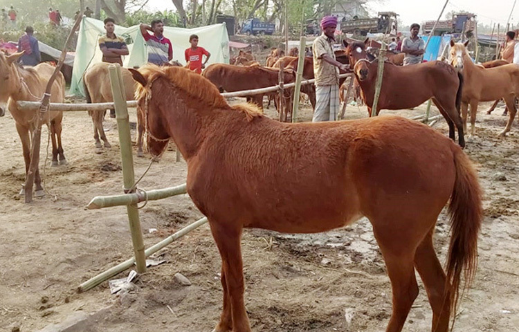 জয়পুরহাটের আক্কেলপুরে ঐতিহ্যবাহী গোপিনাথপুর দোল পূর্ণিমা উপলক্ষে জমে উঠেছে গোপীনাথপুরের মেলা। ছবি: আল মামুন