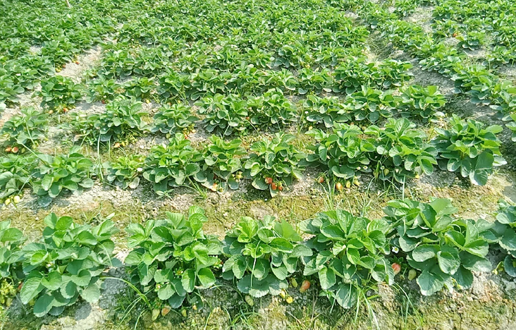 সুস্বাদু ও পুষ্টিকর এই বিদেশি ফল জেলার চাহিদা মিটিয়ে সরবরাহ হচ্ছে রাজধানীসহ দেশের বিভিন্ন অঞ্চলে।