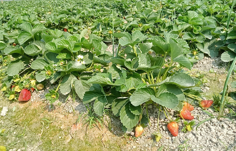 কম সময়ে উৎপাদন ও লাভ বেশি হওয়ায় গত বছরের চেয়ে এবার বেড়েছে এর চাষ। এরমধ্যেই আসতে শুরু করেছে ফলন। এতে খুশি কৃষকরা।
