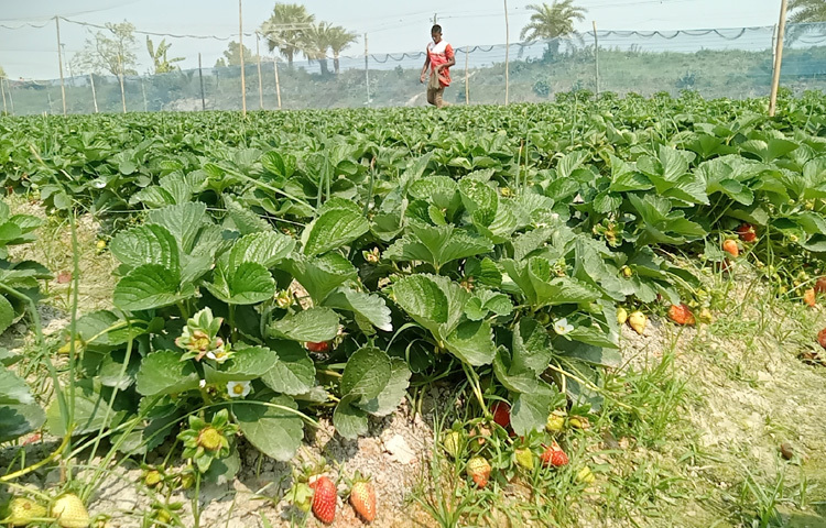 জয়পুরহাট কৃষি সম্প্রসারণ অধিদপ্তরের অতিরিক্ত উপ-পরিচালক শহিদুল ইসলাম বলেন, ‘চলতি মৌসুমে এ জেলায় প্রায় ১৫ হেক্টর জমিতে স্ট্রবেরি চাষ হয়েছে। লাভজনক হওয়ায় এই চাষ বাড়ছে।