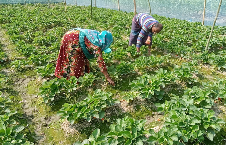 কৃষকরা জানান, এবার এক বিঘা জমিতে সব মিলিয়ে খরচ হয়েছে ১ লাখ-১ লাখ ২০ হাজার টাকা পর্যন্ত। আর স্ট্রবেরি বিক্রি হবে ২-৩ লাখ টাকা পর্যন্ত।