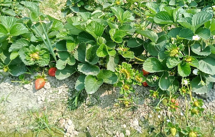 জয়পুরহাট সদর উপজেলার জামালপুর, চান্দা ও কালীবাড়িসহ আশেপাশের কয়েকটি গ্রামে নিজ মেধা ও উদ্যোগে স্ট্রবেরি চাষ করেছেন কৃষকরা। এই গ্রামগুলো পরিচিতি পেয়েছে ‘স্ট্রবেরি ভিলেজ’ হিসেবে।