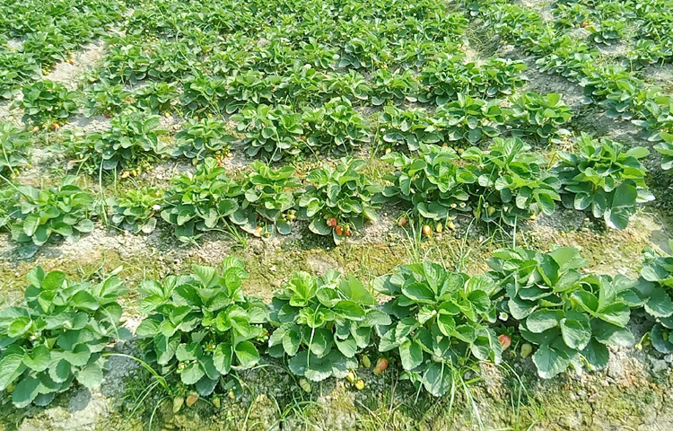 খুচরা বিক্রি হচ্ছে ৩০০-৪০০ টাকা কেজি দরে। আর পাইকারি ২৫০-৩০০ টাকায়।