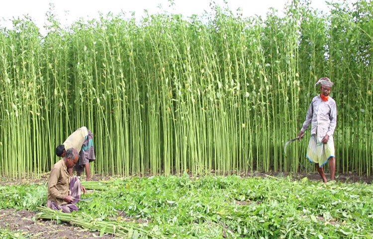সোনালী আঁশ পাটের আবাদে কয়েক বছর ধরে চাষিরা লোকসানে পড়লেও এবছর দাম কিছুটা বেড়েছে। তবে উৎপাদন খরচের সঙ্গে সামঞ্জস্যপূর্ণ মূল্য না পাওয়া, মানসম্মত আঁশ সংগ্রহের প্রতিবন্ধকতা এবং রপ্তানি বাজার সংকটের কারণে কৃষক ও ব্যবসায়ী উভয়ই দুশ্চিন্তায় রয়েছেন। ছবি: আসিফ ইকবাল