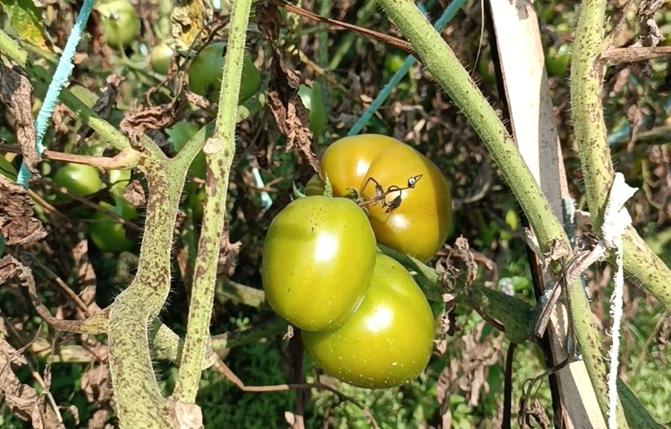 জানা গেছে, উচ্চ ফলনশীল জাতের টমেটো খেতে বেশ সুস্বাদু হওয়ায় বাজারে এর ব্যাপক চাহিদা। দামও বেশ ভালো। ফলে কৃষকেরা অসময়ে টমেটো চাষে ঝুঁকছেন। ছবি: আব্দুর রহমান আরমান