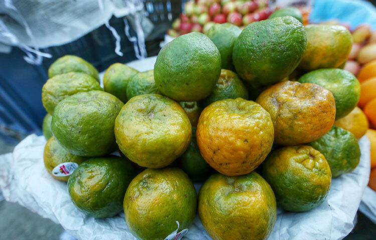 কমলা বিক্রি হচ্ছে ২৬০ থেকে ৩০০ টাকা কেজিতে।