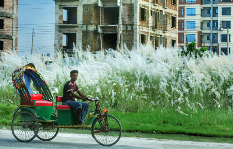 বিস্তীর্ণ জমি জুড়ে সেজে উঠেছে কাশফুলের বাগান।