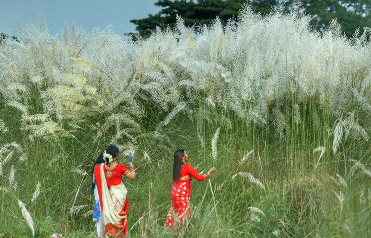 কাশফুল শুধু ফটোগ্রাফির উপাদান নয়, এটি আমাদের সংস্কৃতি ও সাহিত্যেও বহুল ব্যবহৃত এক প্রতীক।
