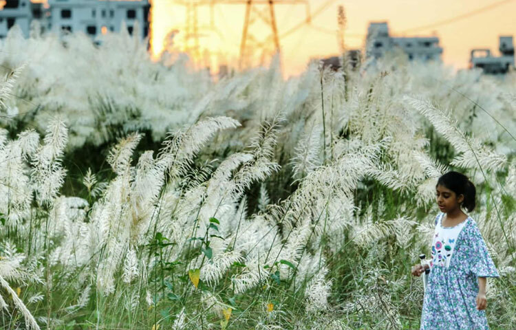 আফতাবনগরের এই কাশফুল হয়ে উঠেছে স্বস্তির এক আশ্রয়। যেখানে কয়েক ঘণ্টার জন্য হলেও মানুষ খুঁজে পায় প্রকৃতির সঙ্গে নিবিড় সংযোগ। হয়তো এ কারণেই শরতের বিকেলগুলোতে কাশফুলের মাঠ ভরে ওঠে মানুষের পদচারণায়।