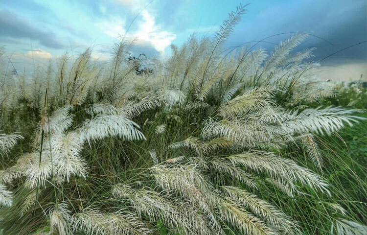 সাদা ফুলের সমারোহ যেন ঢেকে দিয়েছে ধুলোমাখা ব্যস্ত শহরকে।