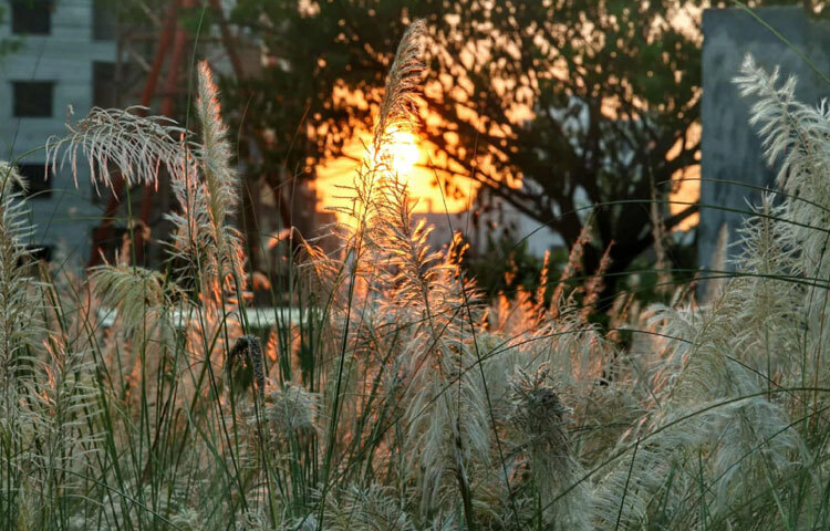 শরতের বিকেলে সেখানে গেলে মনে হয় শহরের কোলাহল হঠাৎ করেই থেমে গেছে।