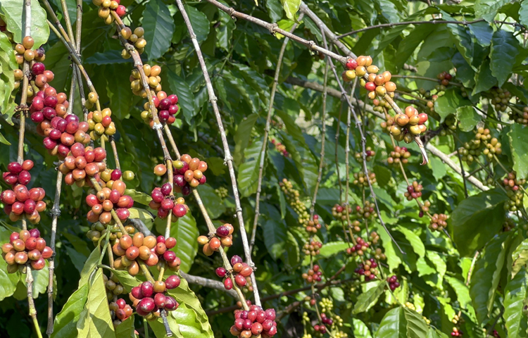 পাহাড়ি জেলা খাগড়াছড়িতে কফিচাষে সফলতার স্বপ্ন দেখছেন চাষিরা। ছবি: মুজিবুর রহমান ভুইয়া