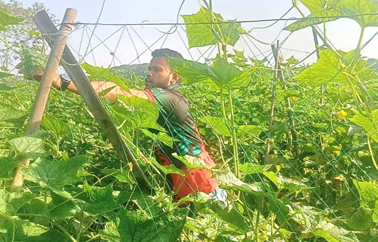 তিনি এবার ২৬ শতক জমিতে শসা চাষ করেছেন।