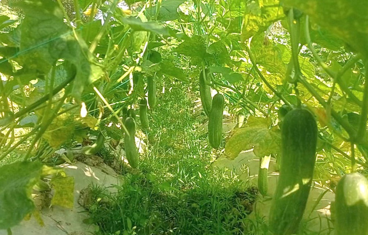 বর্তমানে বাজারে শসা ৫০-৬০ টাকা কেজি দরে বিক্রি হচ্ছে। পাইকারি দরে মণপ্রতি বিক্রি হচ্ছে ১৬০০-১৮০০ টাকা। তিনি দেড় থেকে ২ লাখ টাকার শসা বিক্রি করতে পারবেন।