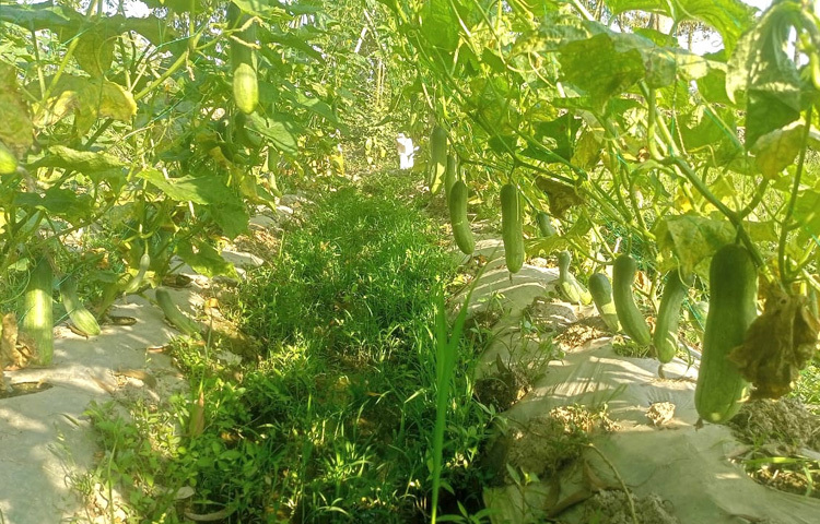 রেদুয়ান কিশোরগঞ্জের হোসেনপুর পৌরসভার মোল্লাবাড়ি এলাকার বাসিন্দা। তিনি মাদরাসা থেকে ফাজিল পাস করেছেন। পড়াশোনা শেষ করে তিনি কৃষিতে মনোনিবেশ করে সফলতার মুখ দেখেছেন।