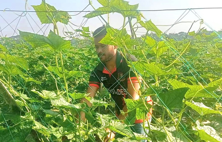 জানা গেছে, রেদুয়ান মোল্লা পড়াশোনার ফাঁকে ফাঁকে বাবাকে কৃষিকাজে সহযোগিতা করতেন। তা থেকেই কৃষিতে আগ্রহী হয়ে ওঠেন। এবার বাড়ির পাশের ২৬ শতক জমিতে হাইব্রিড জাতের শসা চাষ করেছেন।