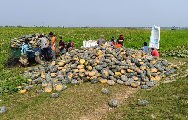 স্থানীয় বাজার বা পাইকারি বিক্রি করতে গেলে প্রতি কেজি মিষ্টি কুমড়া আকারভেদে বিক্রি হচ্ছে ৬ থেকে ১০ টাকা।