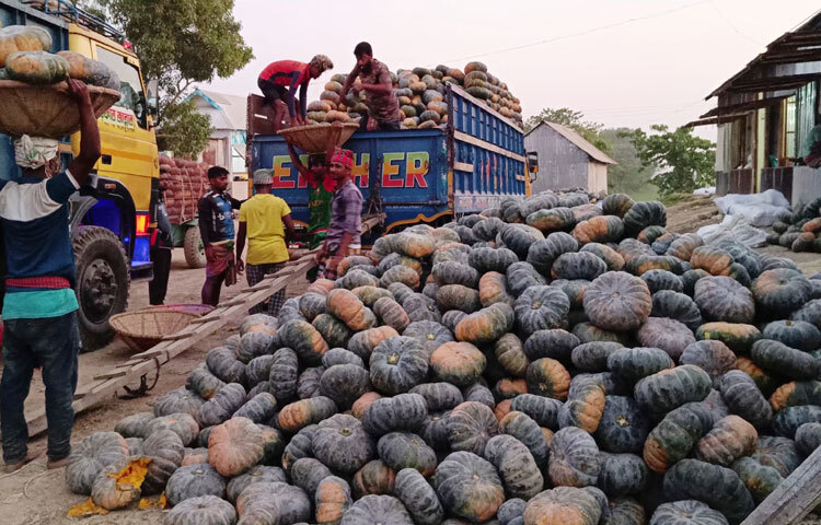 জানা গেছে, তাড়াইল ও ইটনা উপজেলায় মিষ্টি কুমড়ার আবাদ বেশি হয়েছে। তার মধ্যে তাড়াইলে ৩০০ হেক্টর ও ইটনায় ২৫০ হেক্টর জমি।