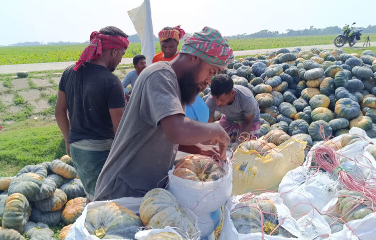 চাষাবাদ বেশি হলেও ফলন হয়নি আশানুরূপ। বিস্তীর্ণ এ হাওরে প্রতি বছর এ সময়ে জমির প্রায় ৬০ ভাগ কুমড়া বিক্রি হয়ে যায়। কিন্তু এ বছর বিক্রি হয়নি।