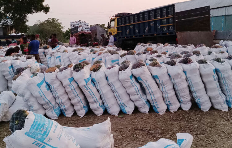 যেখানে প্রতি হাটে প্রতিদিন কোটি টাকার বেশি মিষ্টি কুমড়া বিক্রি হতো; সেখানে এ বছর গড়ে ৫০ থেকে ৬০ লাখ টাকা বিক্রি হয়।