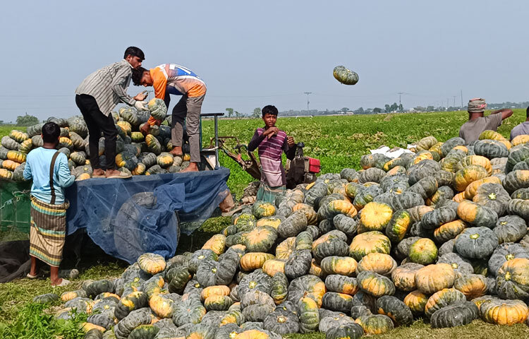 এখান থেকে পাইকারদের মাধ্যমে ঢাকা, যশোর, খুলনা, সাতক্ষীরা, ফরিদপুর, পাবনা, চুয়াডাঙ্গা, পাইকগাছা, বেনাপোলসহ দেশের বিভিন্ন জায়গায় পৌঁছে যায়।