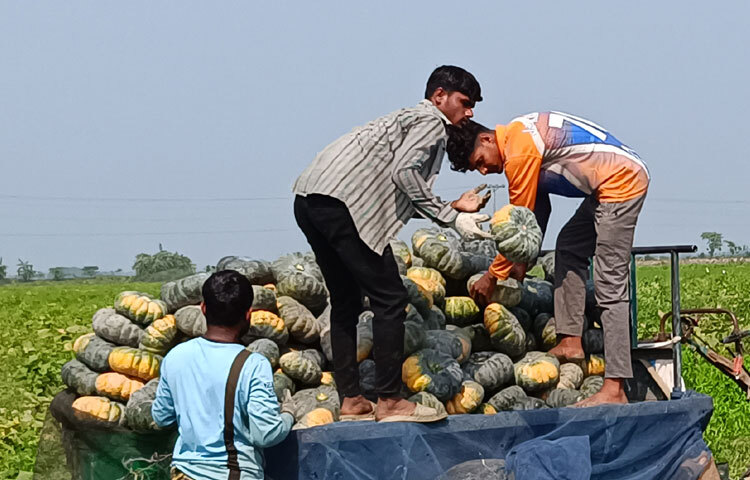 প্রতিদিন হাওরের বিভিন্ন উপজেলা থেকে নৌকায় করে ইটনা উপজেলার রায়টুটি ইউনিয়নের শান্তিপুর হাটে মিষ্টি কুমড়া নিয়ে আসেন কৃষকেরা।