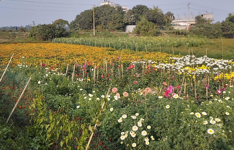 ফেব্রুয়ারি ও মার্চে পরপর কয়েকটি দিবসকে কেন্দ্র করে প্রতি বছরই নারায়ণগঞ্জের ফুলচাষিরা বেশ লাভবান হচ্ছেন। তবে এবার তাদের কপালে চিন্তার ভাঁজ পড়েছে। কারণ দিবস চলে এলেও ফুল এখনো বিক্রির উপযুক্ত হয়ে ওঠেনি। ছবি: মোবাশ্বির শ্রাবণ