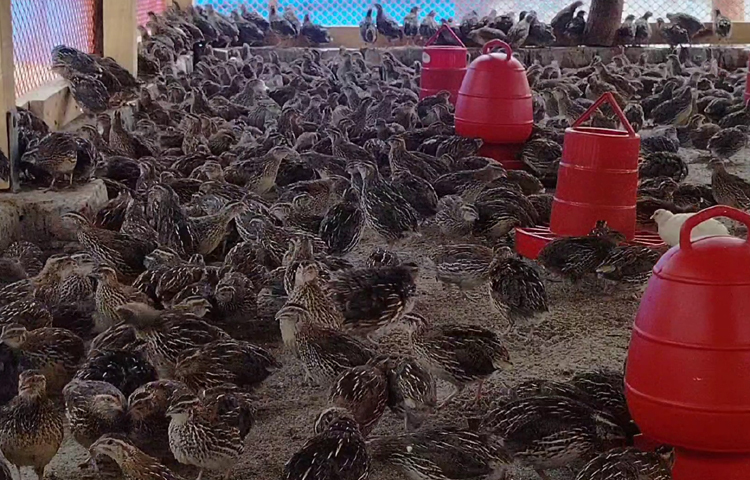 নাহিদের খামারে বর্তমানে ৩ হাজার ২০০ কোয়েল পাখি আছে। প্রতিদিন এখান থেকে উৎপাদন হচ্ছে আড়াই হাজারের বেশি ডিম। ছবি: আব্দুস সালাম আরিফ