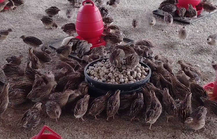 জানা যায়, ৩ বছর আগে শখের বশে ছোট খাঁচায় করে ১৬টি কোয়েল পাখি পালন শুরু করেন নাহিদ। নানা সংকটেও হাল না ছেড়ে পাখির ডিম উৎপাদন ও পালনে মনোনিবেশ করেন তিনি। ছবি: আব্দুস সালাম আরিফ