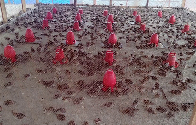 নাহিদ জানান, একটি কোয়েল বছরে প্রায় ২০০টি ডিম দেয়। প্রতিটি ডিমের ওজন ১৫ থেকে ২০ গ্রাম। ২ মাস বয়স থেকেই কোয়েল পাখি ডিম দিতে শুরু করে। তিনি এখন একটি বাচ্চা ফোটানোর মেশিন কিনে কোয়েলের বাচ্চা উৎপাদন করার পরিকল্পনা করেছেন। ছবি: আব্দুস সালাম আরিফ